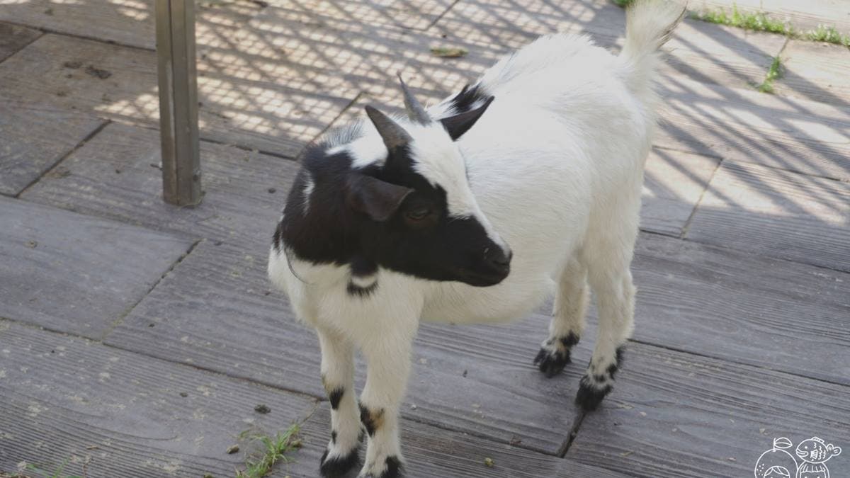 島上還可以看到可愛動物，據說可以在島上購買飼料餵食（圖片來源：柚香魚子醬的蹦蹦跳跳）