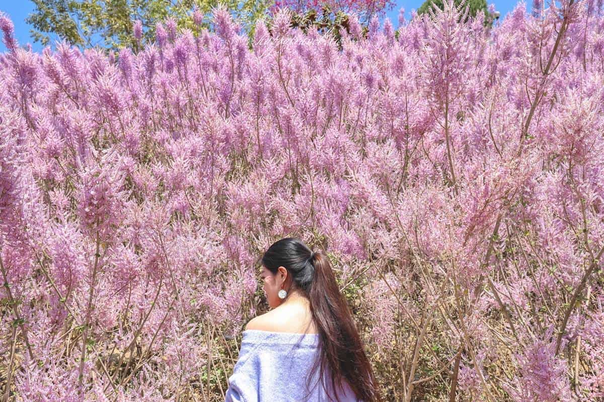 全台最美「粉紅山丘」在這!比人高「麝香木花海」爆發中,3月底前快朝聖 全台最美「粉紅山丘」在這!比人高「麝香木花海」爆發中,3月底前快朝聖