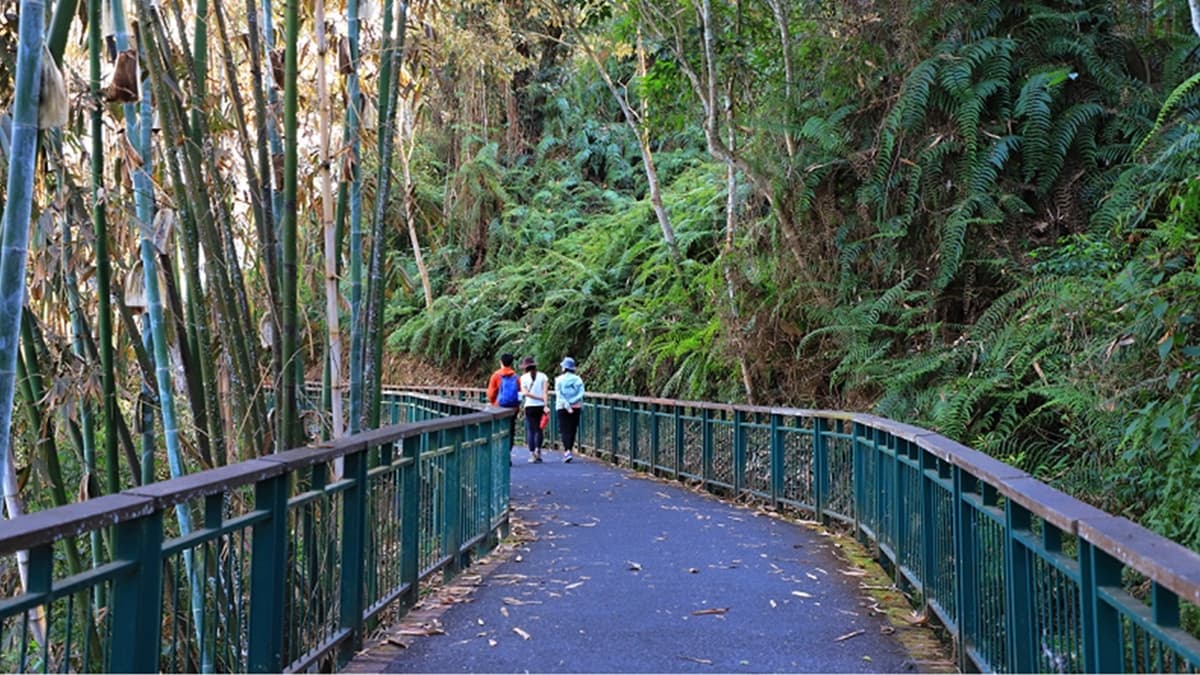 通往「向山眺望平台」的路上，沿途非常平緩。（圖片來源：肉魯 走遍全台灣●環遊全世界）
