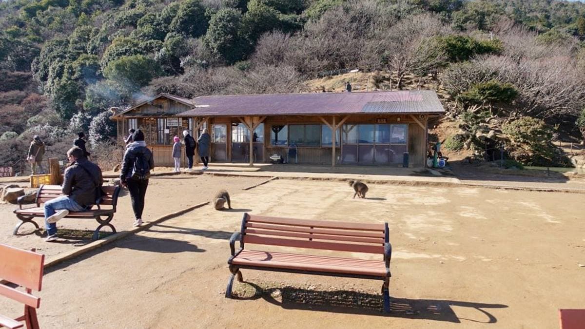 遊客可以坐在椅子上曬太陽，看猴子在身邊繞來繞去很療癒！（圖片來源：水晶安蹄不務正業過生活）