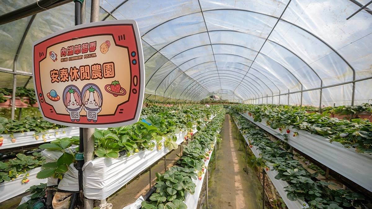 「安泰草莓園」是用溫室高架種植，不怕下雨也不用彎腰蹲下。（圖片來源：瑞貝卡一家）