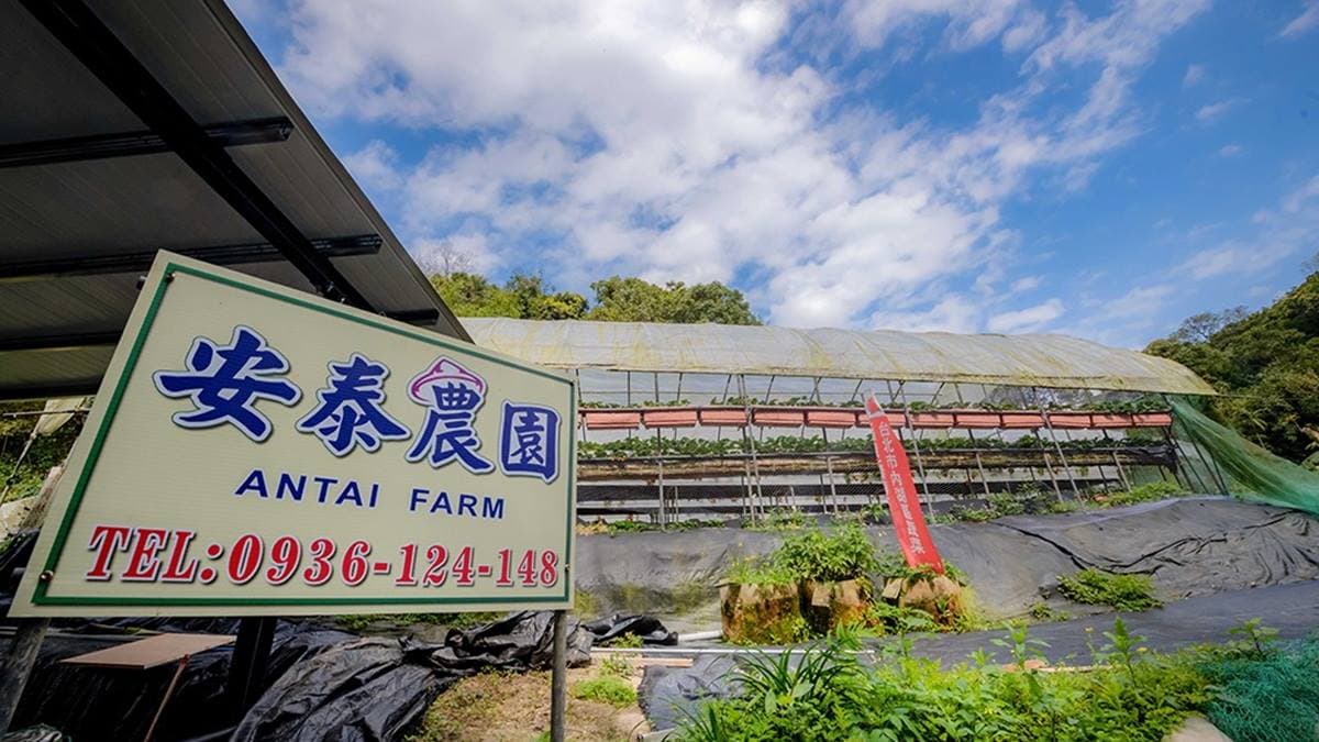 「安泰草莓園」是內湖採草莓祕境，很少人知道這家。（圖片來源：瑞貝卡一家）