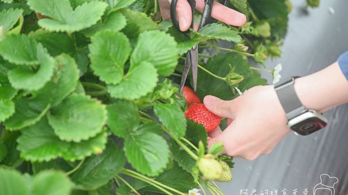 入園是不收門票的喔，會根據人數提供籃子及剪刀。（圖片來源：阿君的玩食天堂）