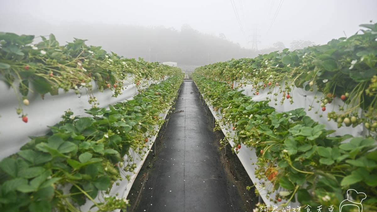 平地的部份占地很大，所以不用擔心沒有草莓可以採。（圖片來源：阿君的玩食天堂）