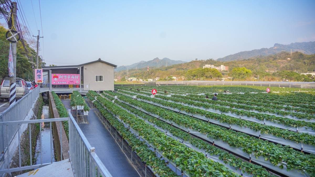 「阿雪高架草莓園」有３個園區，都位於大湖地區。（圖片來源：卡夫卡愛旅行）