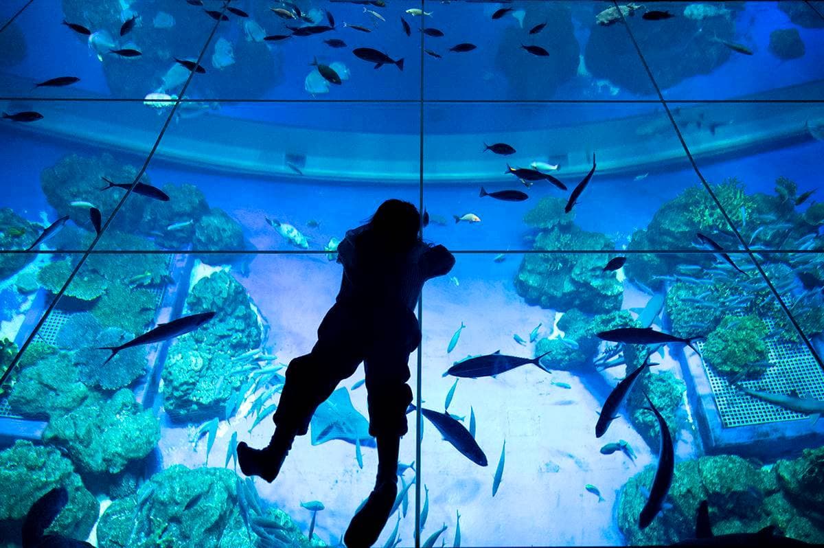 沖繩水族館再＋1！「巨型水族箱」宛如置身海底，近距離看樹懶、摸小鯊魚