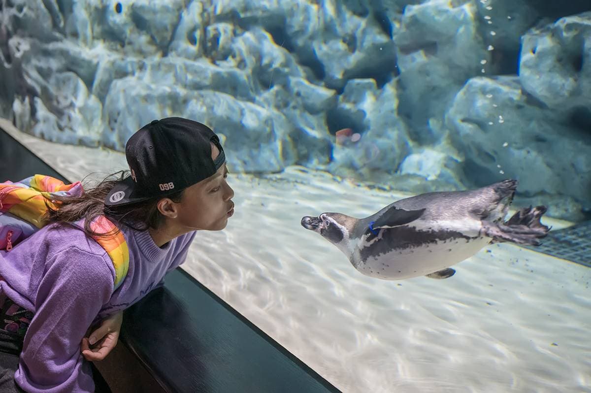 沖繩水族館再＋1！「巨型水族箱」宛如置身海底，近距離看樹懶、摸小鯊魚