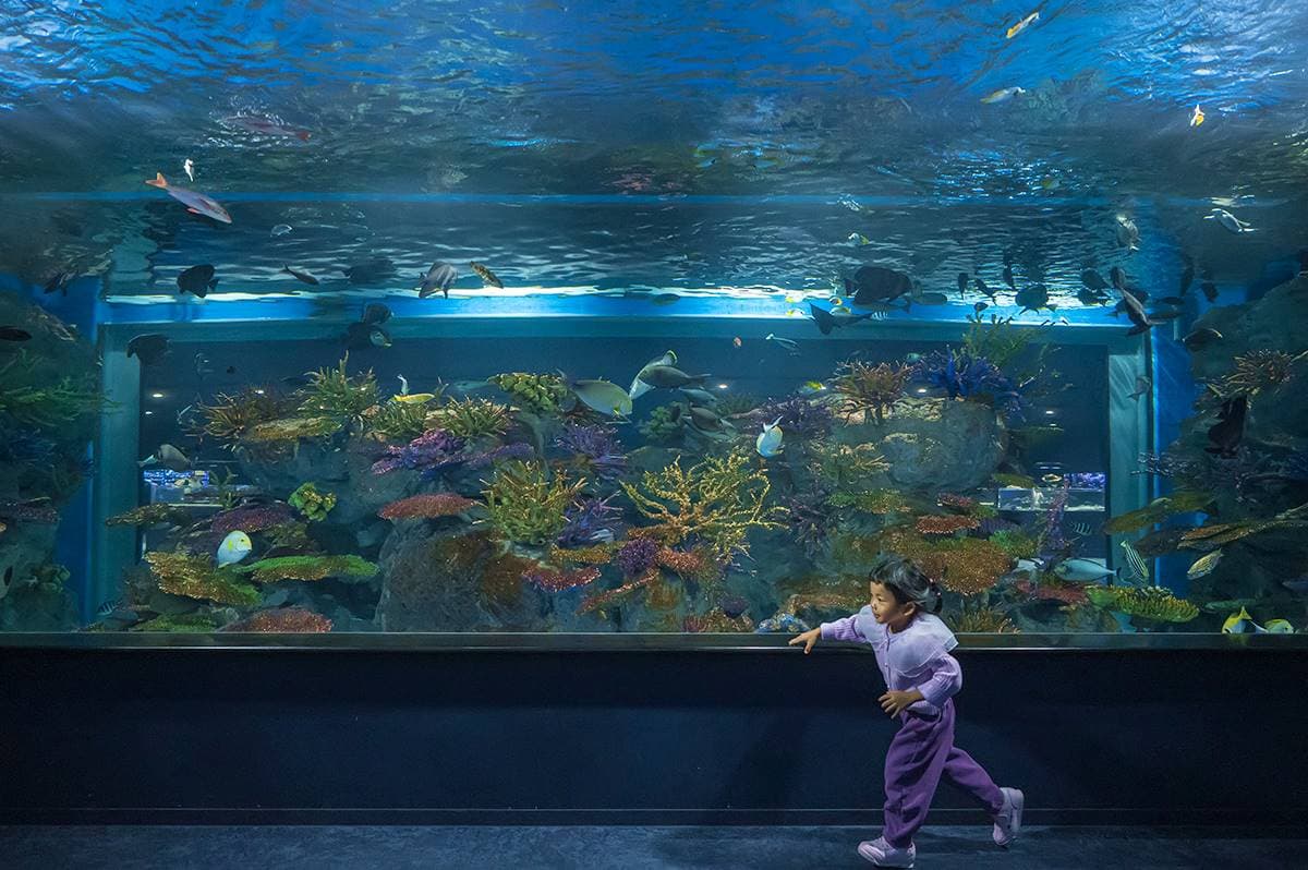 沖繩水族館再＋1！「巨型水族箱」宛如置身海底，近距離看樹懶、摸小鯊魚