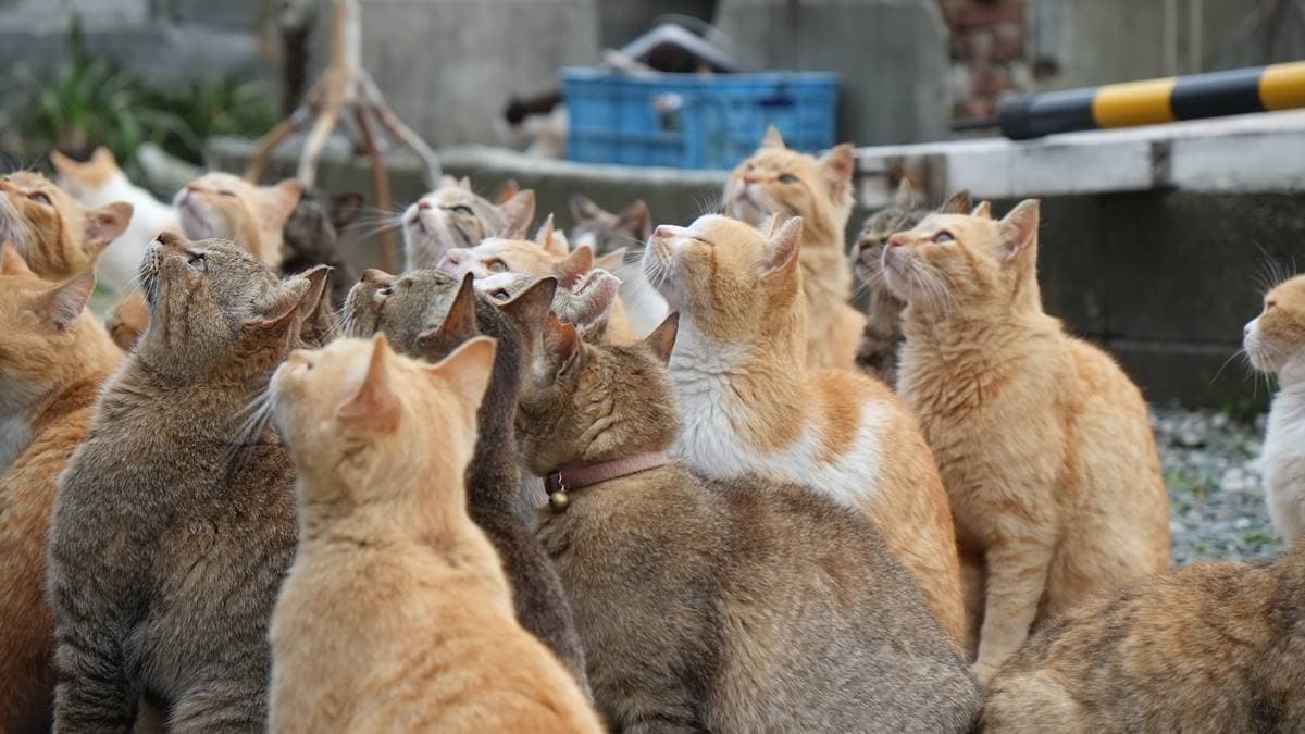 貓咪都非常聰明，知道船就是載著奴才跟食物而來。（圖片來源：Shutterstock）