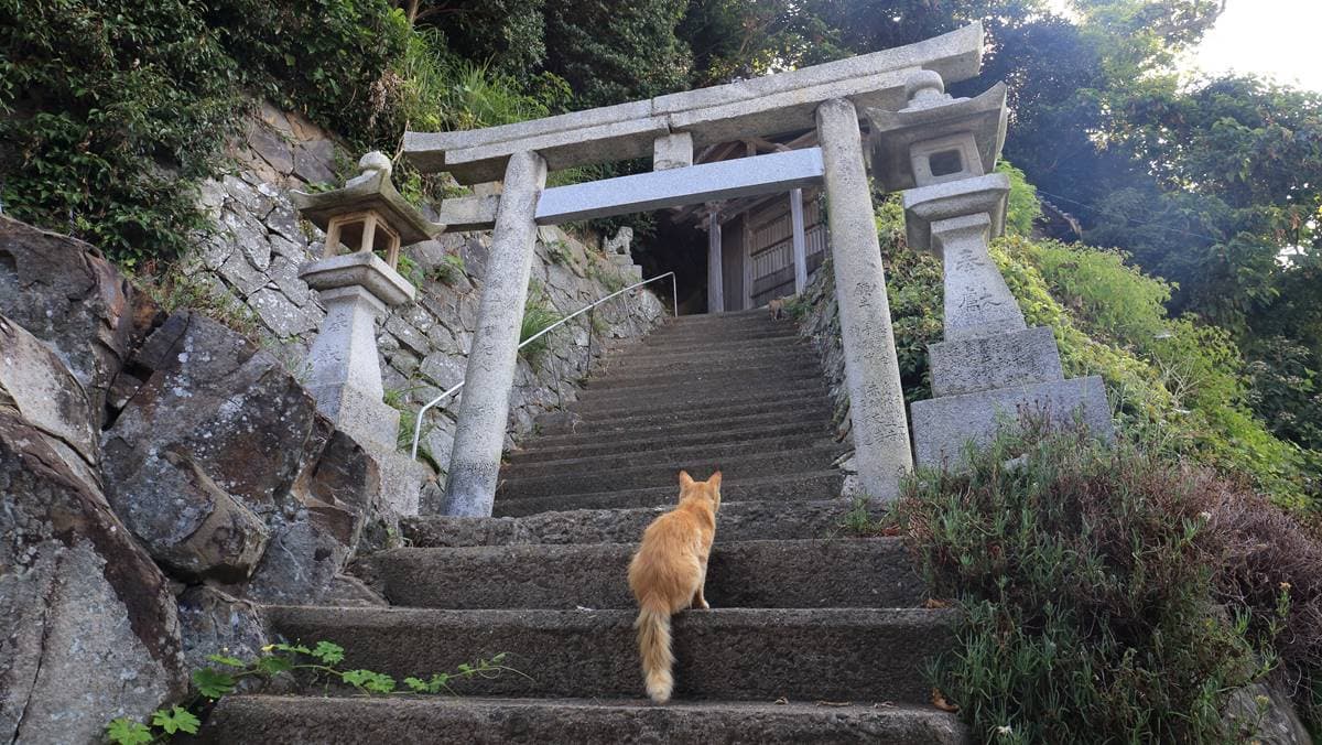 青島上還有座非常古樸的神社就位於貓咪餵食場旁。（圖片來源：Shutterstock）