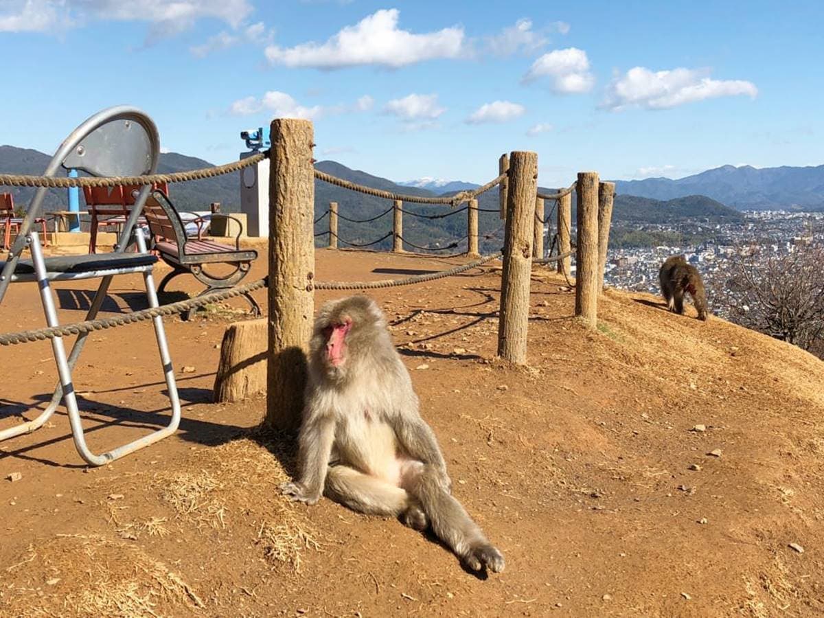 去嵐山還在搭小火車？必去「山頂猴園」搶拍零死角美景，野生萌猴坐檯超Chill