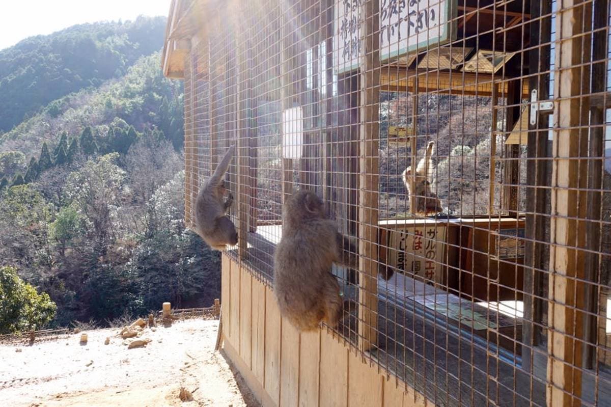 去嵐山還在搭小火車？必去「山頂猴園」搶拍零死角美景，野生萌猴坐檯超Chill