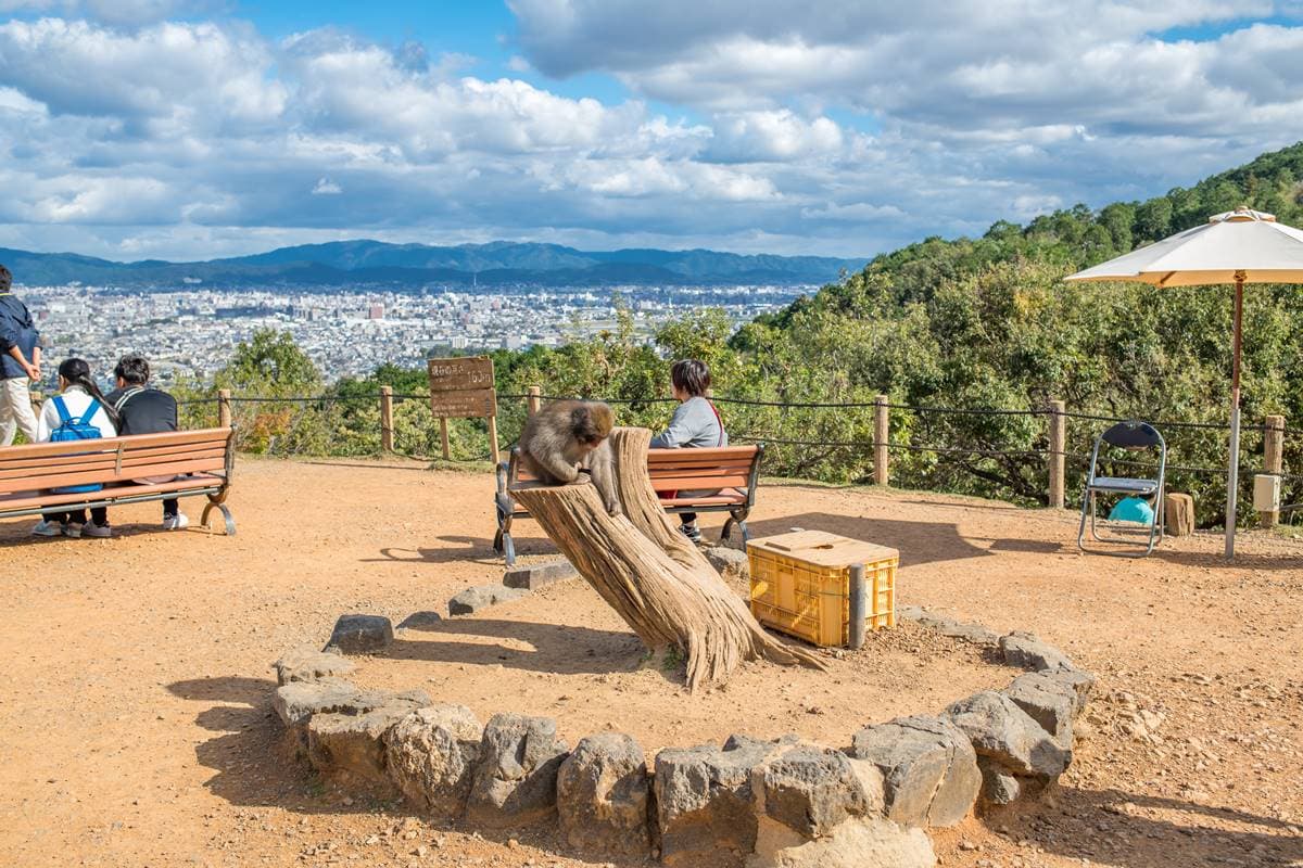 去嵐山還在搭小火車？必去「山頂猴園」搶拍零死角美景，野生萌猴坐檯超Chill