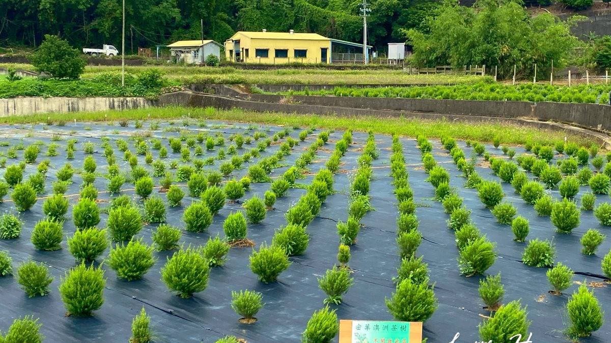 左手邊有澳洲茶樹區，枝和葉可用於提煉茶樹油。（圖片來源：依娃旅行小確幸）
