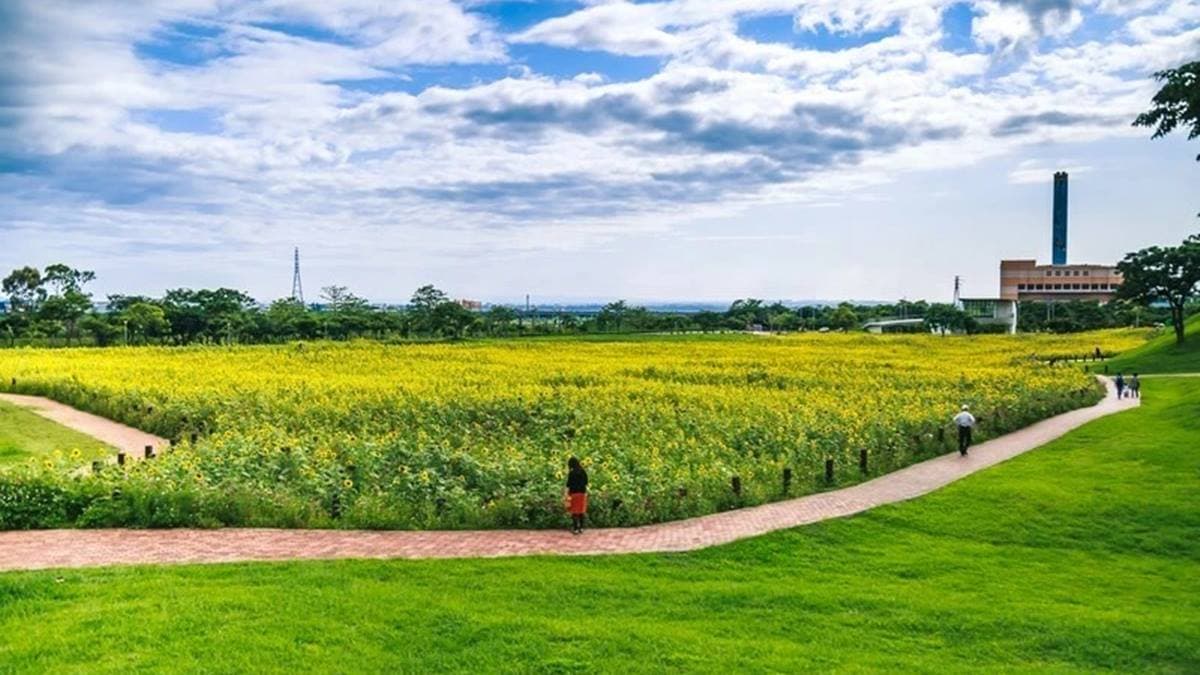 公園後方的的小山丘有設置觀景台，可以俯看整個花海全景。（圖片來源：愛伯特吃喝玩樂全記錄）