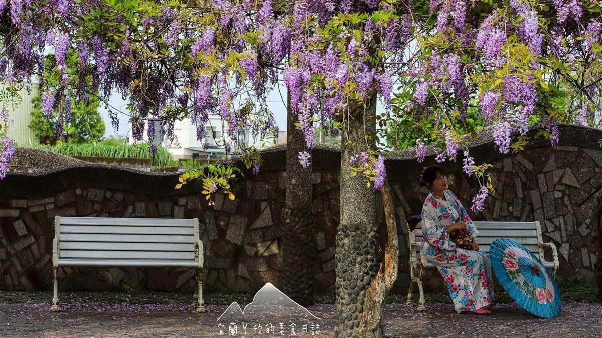 紫藤花不會都開在高處，是個適合拍照打卡的美景。（圖片來源：宜蘭ㄚ欣的美食日誌）
