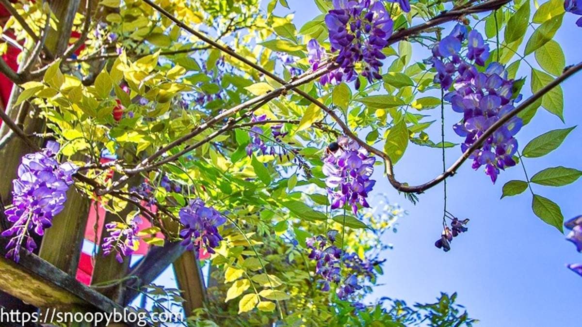 園區內有種植不少紫藤花，在花季時相當漂亮。（圖片來源：史努比遊樂園）