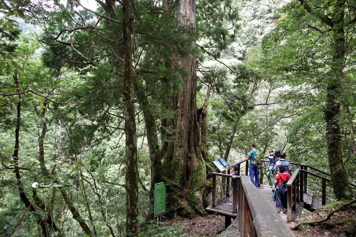 100元逛整天！桃園全新森林遊樂區「這天」起開園，巨大「神木群步道」超壯觀