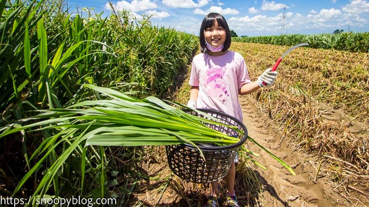 想要餵羊咩咩的話要自己割牧草， 牧場備有籃子、手套和鐮刀。（圖片來源：史努比遊樂園）