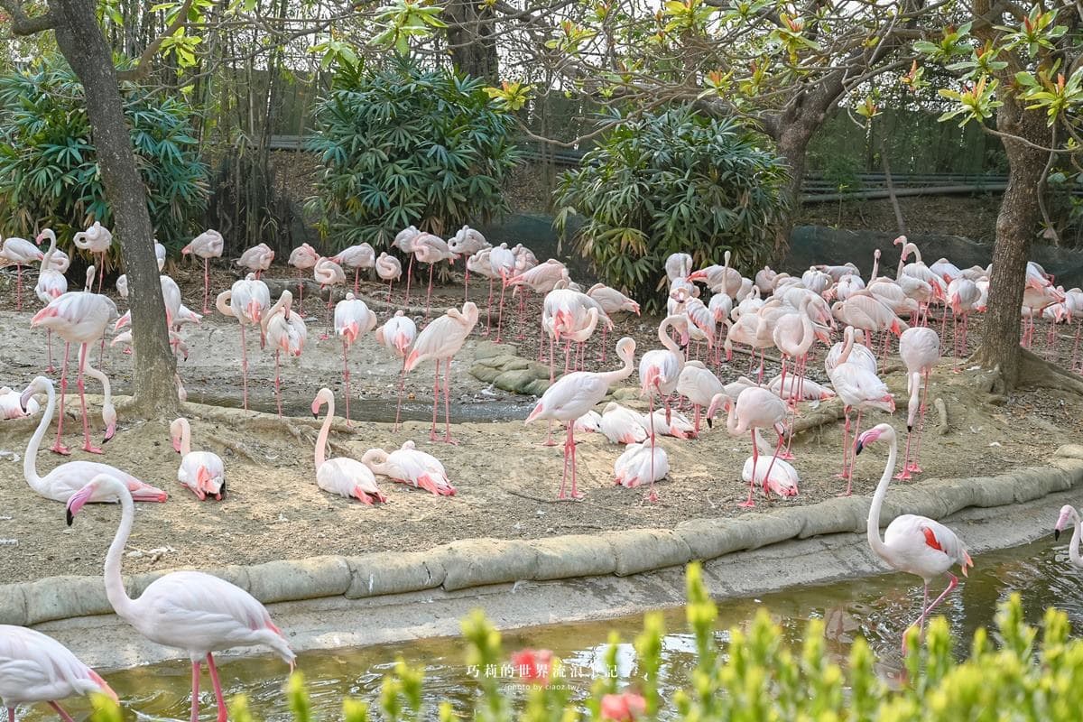 連假５折起玩「南台灣最大動物園」！零距離餵水豚、新遊樂設施，遛小孩快衝