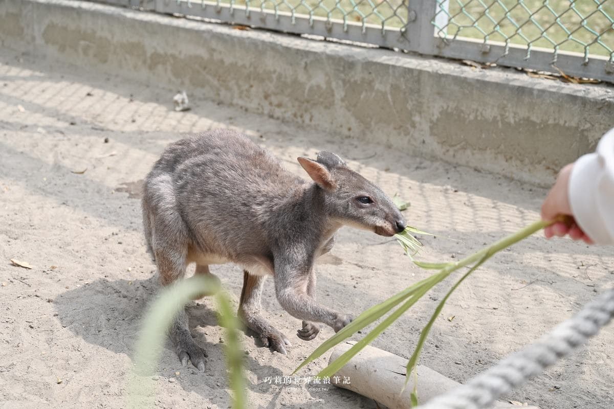 連假５折起玩「南台灣最大動物園」！零距離餵水豚、新遊樂設施，遛小孩快衝