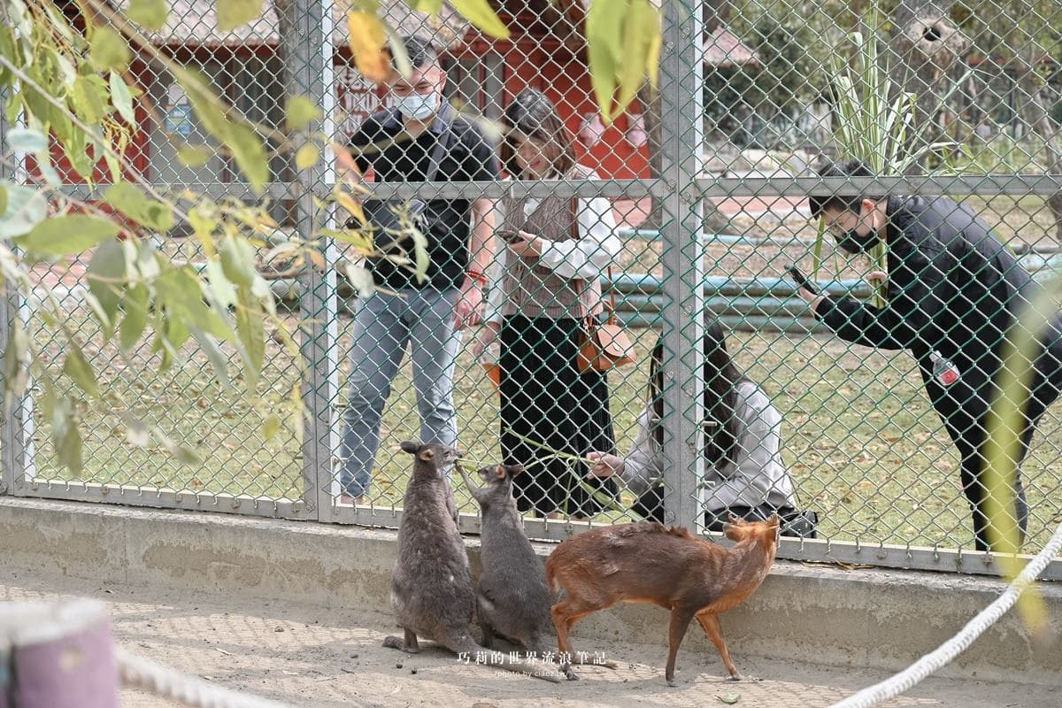 連假５折起玩「南台灣最大動物園」！零距離餵水豚、新遊樂設施，遛小孩快衝