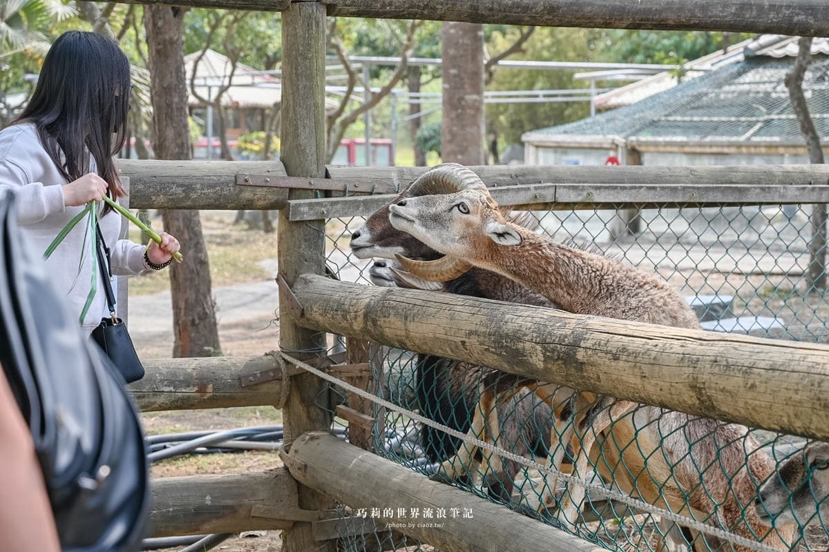 連假５折起玩「南台灣最大動物園」！零距離餵水豚、新遊樂設施，遛小孩快衝