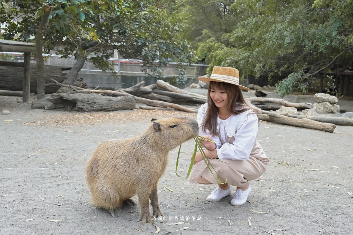 連假５折起玩「南台灣最大動物園」！零距離餵水豚、新遊樂設施，遛小孩快衝