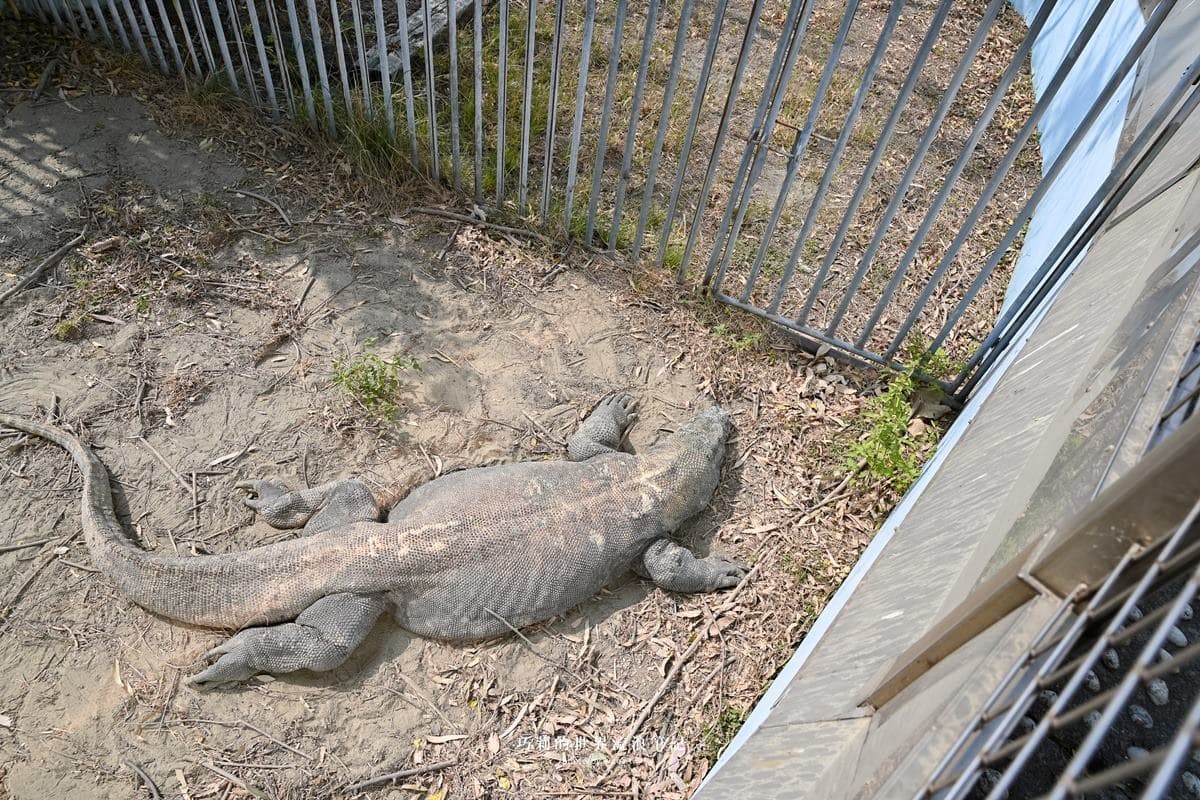 連假５折起玩「南台灣最大動物園」！零距離餵水豚、新遊樂設施，遛小孩快衝