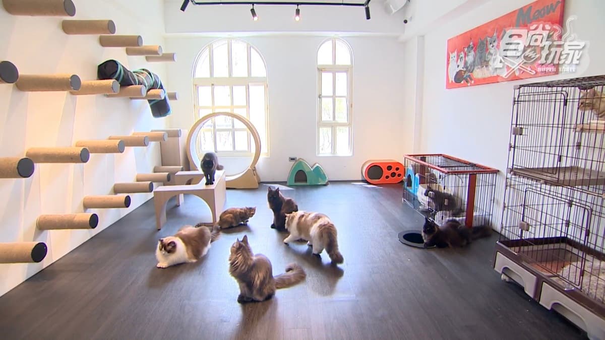MEOW CAFE 喵屋專業咖啡