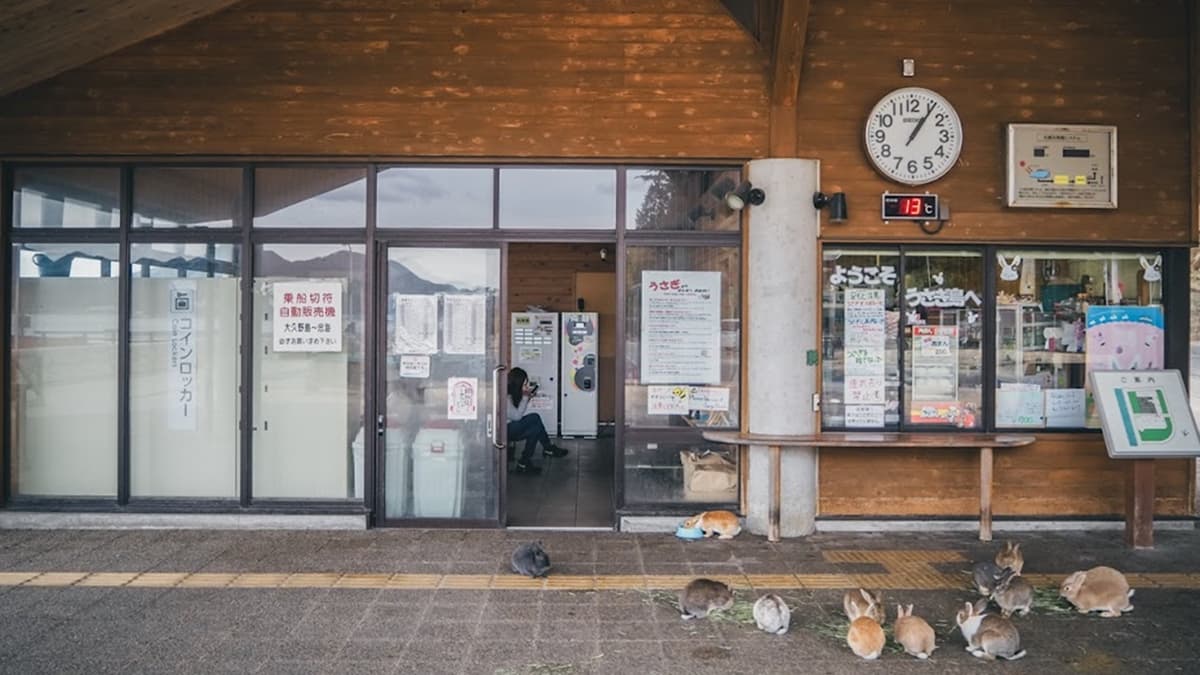 中午時，遊客中心前的廣場會放飯給兔兔們，能看見兔子們排排坐的模樣。（圖片來源：是艾思，不是火拳。）