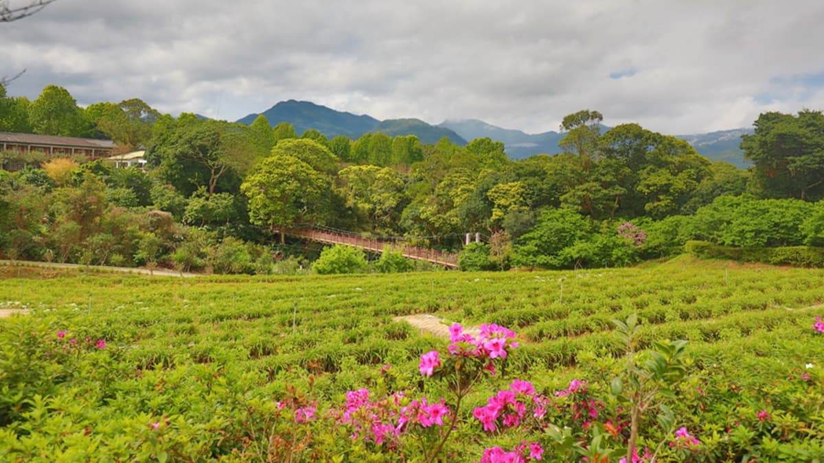 農場內處處都可見茶園景觀，還可以預約體驗採茶、製茶、泡茶等DIY活動。（圖片來源：洛基小聿媽）