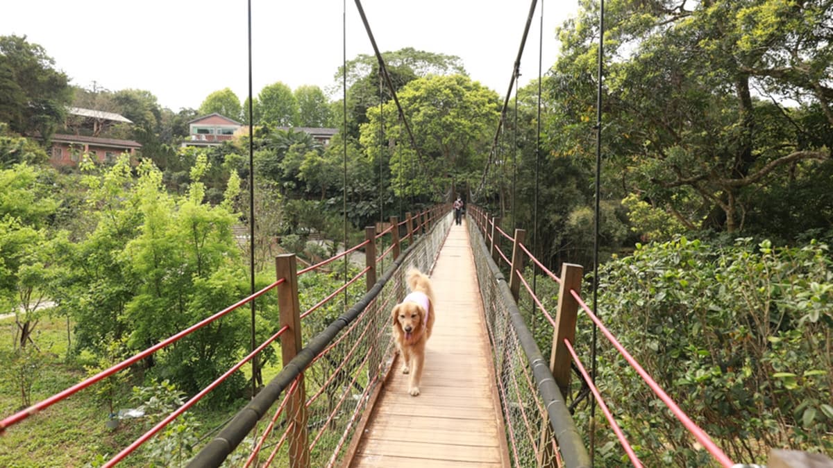 充滿復古風情的文山吊橋，站在橋上可以一覽文山農場的美景。（圖片來源：洛基小聿媽）