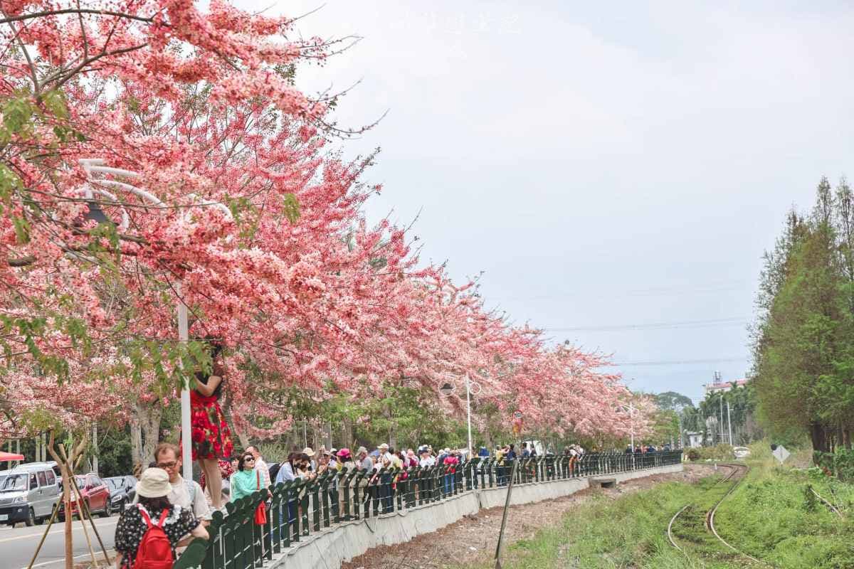 粉紅花海炸開！中南部７大「花旗木祕境」：彰化最美鐵道、1200棵粉嫩山谷