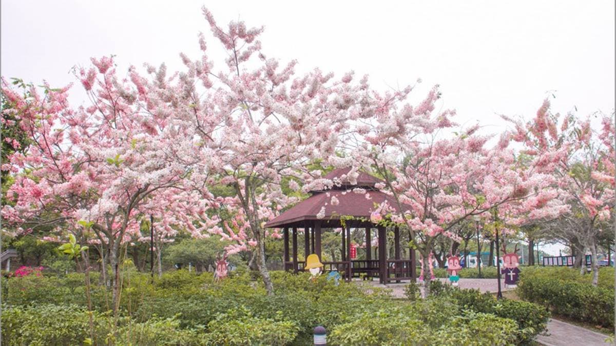 花旗木拍攝點在女廁旁的小公園內，粉紅花海景色非常顯眼。（圖片來源：13's幸福食光）