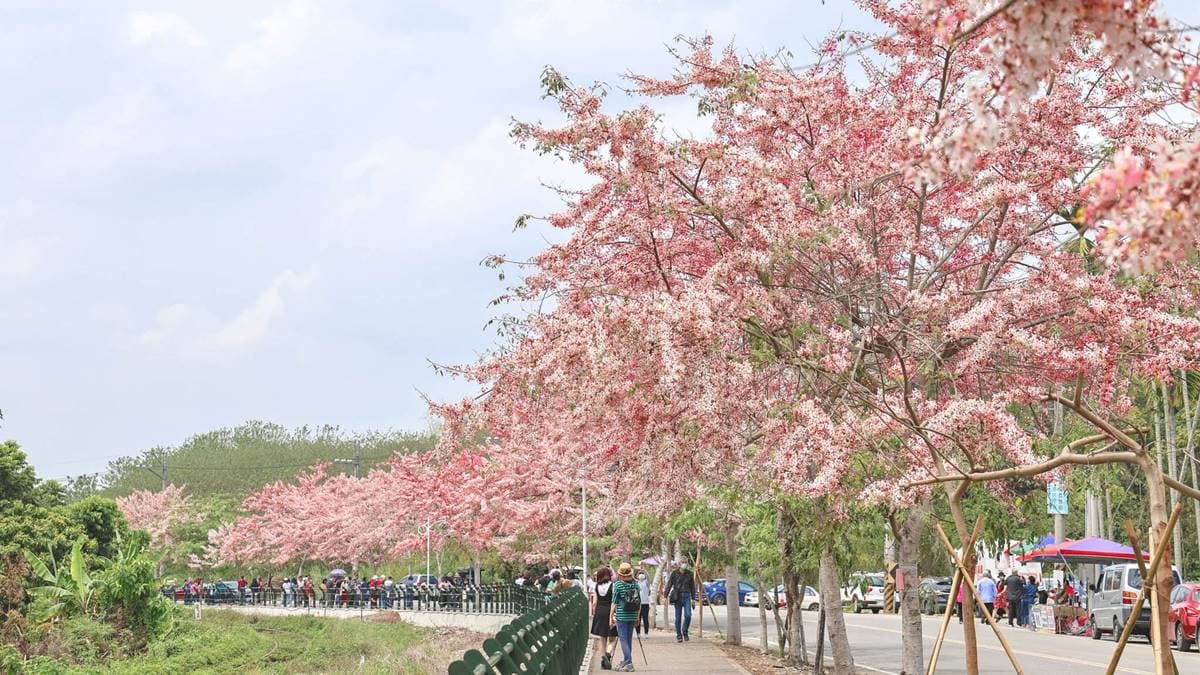 如果想要欣賞花旗木的話，建議可以早一點前往人潮會比較少。（圖片來源：黑皮的旅遊筆記）