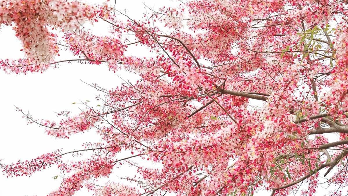 走在集集線鐵道步道上，沿途飄落著粉紅花雨，宛如浪漫的電影場景。（圖片來源：黑皮的旅遊筆記）