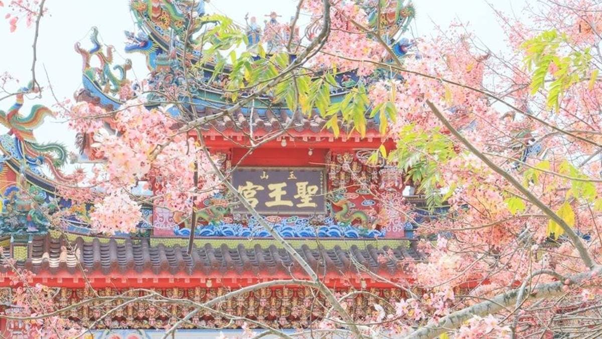 除了停車場旁就可以拍到花旗木外，一路走到迎賓大樓處處都是風景。（圖片來源：熱血玩台南。跳躍新世界）