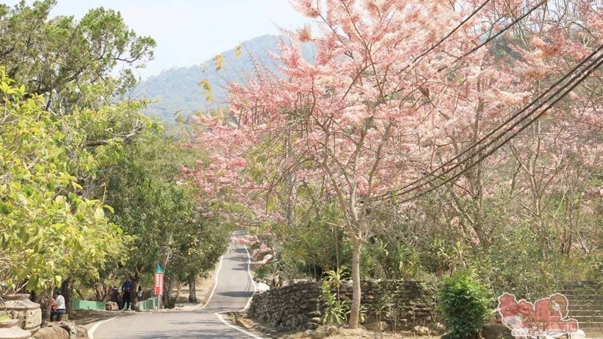 寶光聖堂園區很大，艷麗的桃紅花旗木更是美不勝收。（圖片來源：熱血玩台南。跳躍新世界）