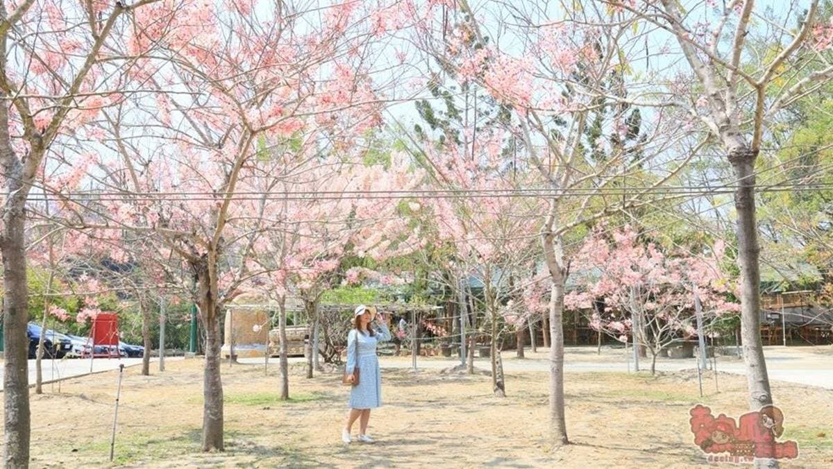 寶光聖堂還有整區的花旗木，桃紅色的美景堪比日本櫻花海。（圖片來源：熱血玩台南。跳躍新世界）