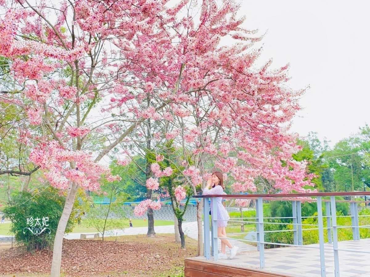 粉爆了!中南部7處「花旗木祕境」:台版吉野山千本櫻、彰化最美鐵道 粉爆了!中南部7處「花旗木祕境」:台版吉野山千本櫻、彰化最美鐵道