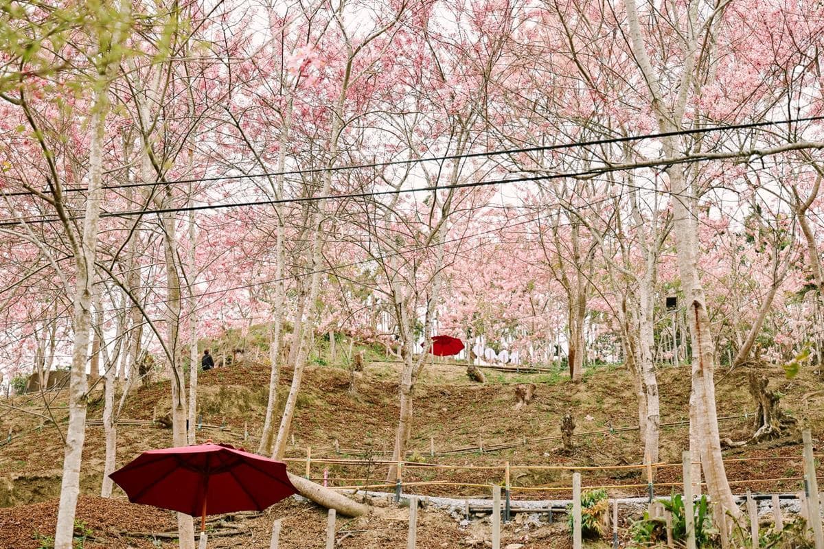 免門票衝「最祕境花旗木小村莊」!400多株粉紅山谷美翻,順逛市集、聽音樂會 免門票衝「最祕境花旗木小村莊」!400多株粉紅山谷美翻,順逛市集、聽音樂會