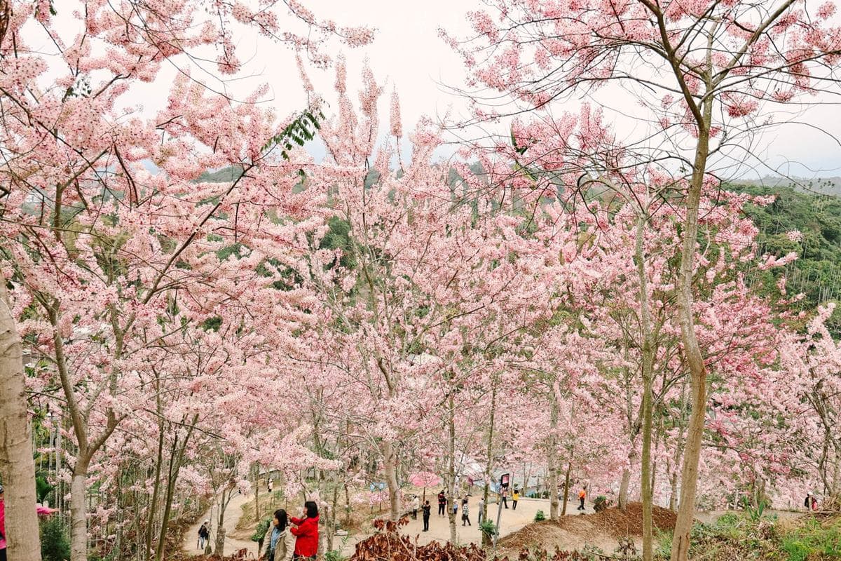 免門票衝「最祕境花旗木小村莊」!400多株粉紅山谷美翻,順逛市集、聽音樂會 免門票衝「最祕境花旗木小村莊」!400多株粉紅山谷美翻,順逛市集、聽音樂會