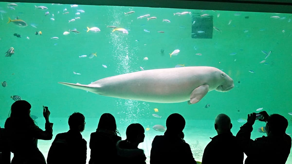 水族館裡最特別的地方就是有飼養「儒艮」，還有餵食秀可以觀賞。（圖片來源：水晶安蹄 不務正業過生活）