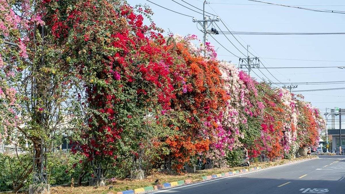 九重葛花牆就在街道旁，大家賞花拍照時得多注意安全。（圖片來源：桃桃's旅人手札）