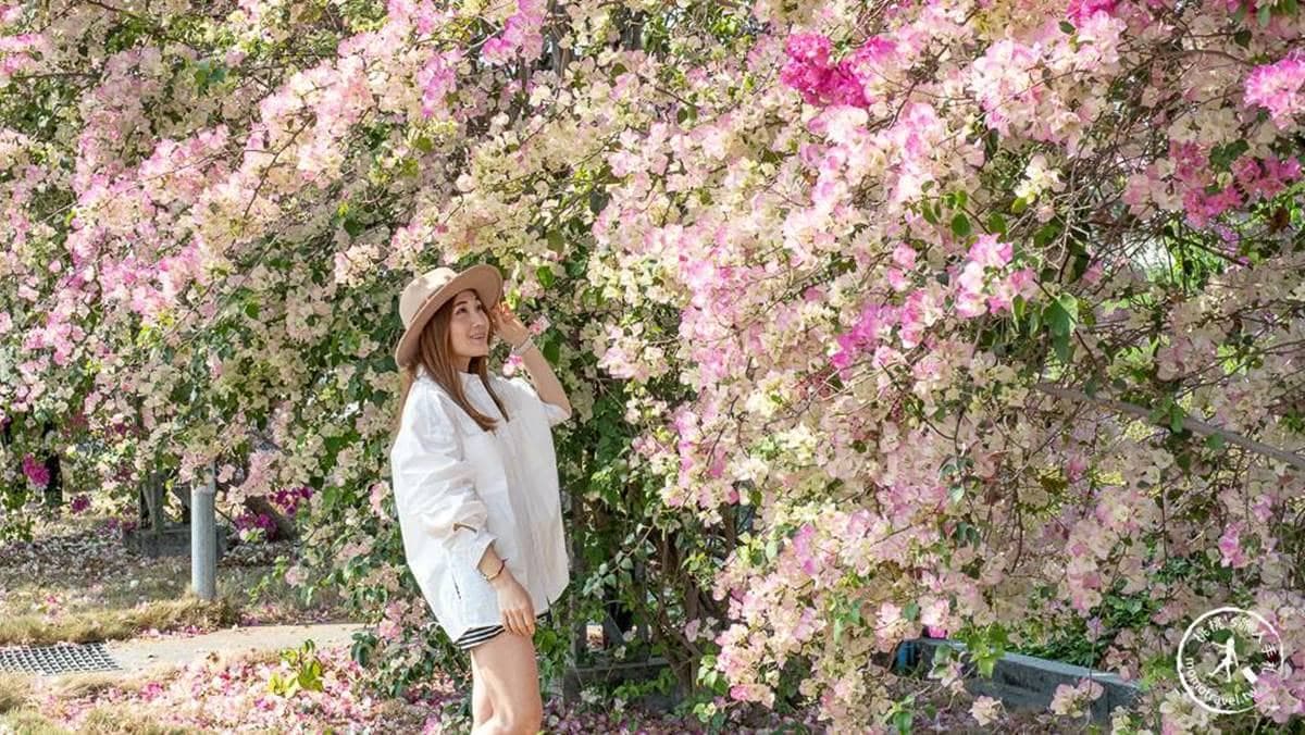 各種顏色的九重葛拍起來都有不同的感覺。（圖片來源：桃桃's旅人手札）