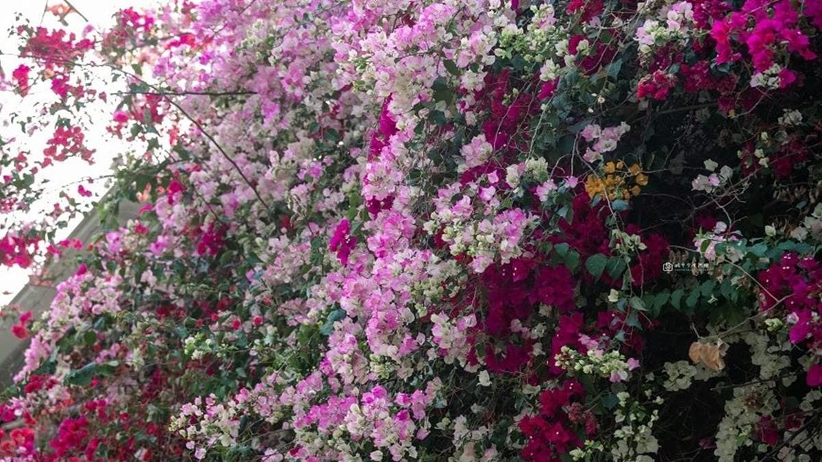 仔細看會發現根本九重葛花色大集合，紅、粉、白三色花海超酷的。（圖片來源：城市少女阿璇）