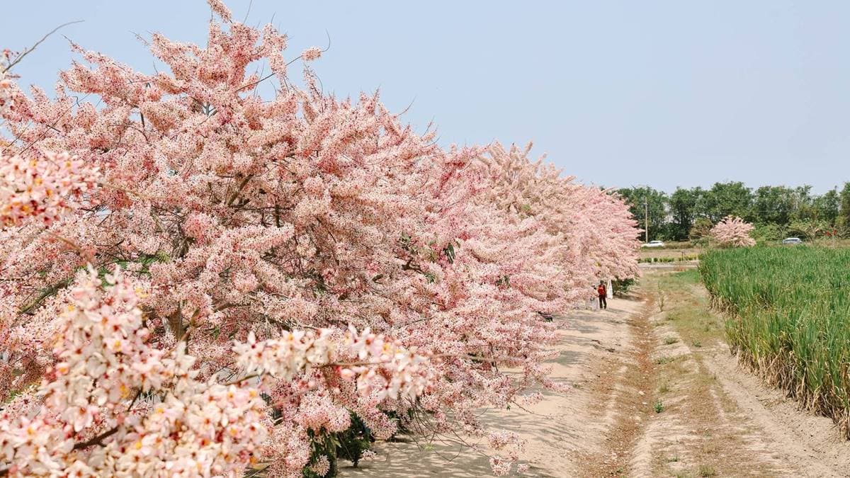 稻田與花旗木出現在同個地方，截然不同的色調在一起相當和諧。（圖片來源：黑皮的旅遊筆記）