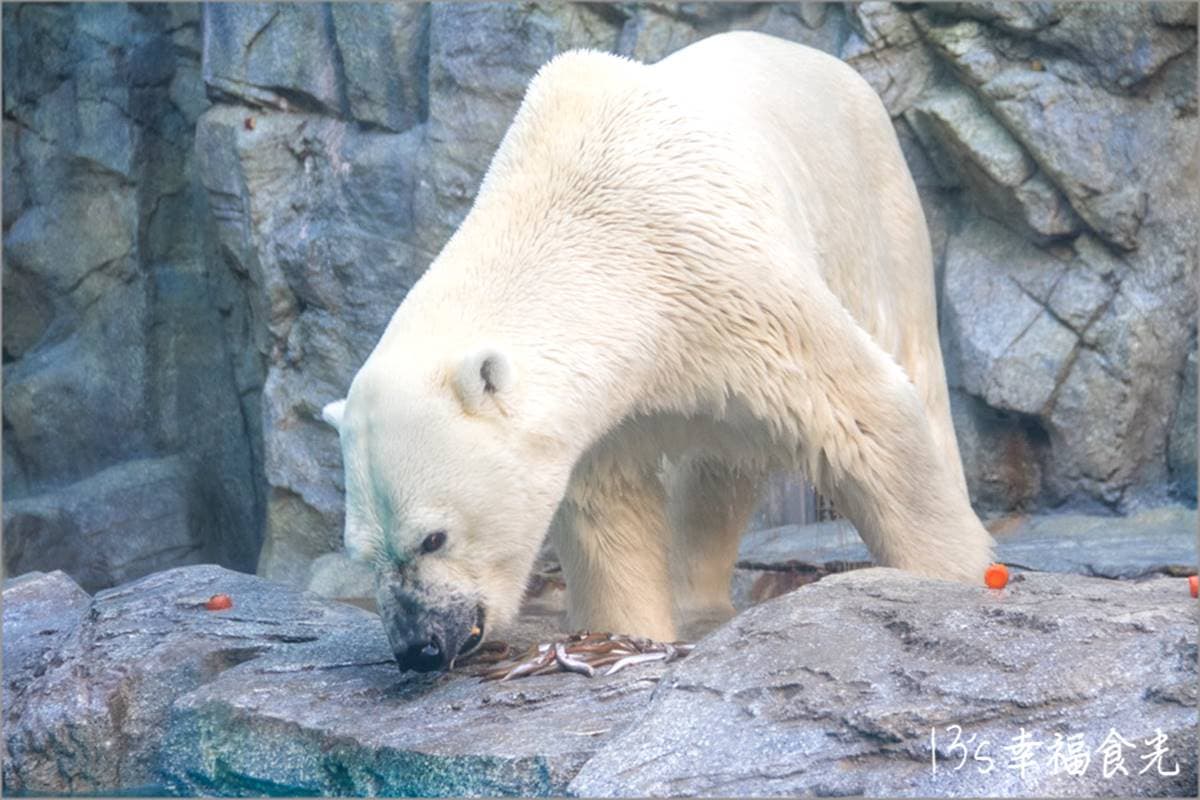 ６大特色水族館！日本行不去後悔：唯一「美人魚」水族館、全日最大球體水槽