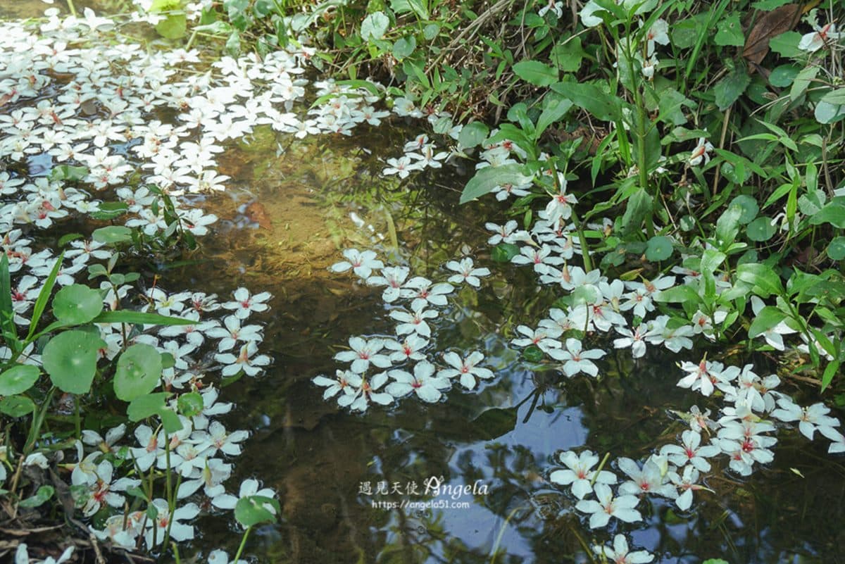 3000棵樹「台版櫻花雨」！網美客庄３大桐花夯點，「螢火蟲銀河」路邊就能拍